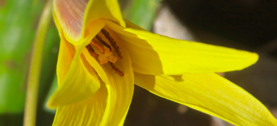 Spring Wildflowers