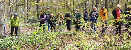 Yvette guides walkers in 2017