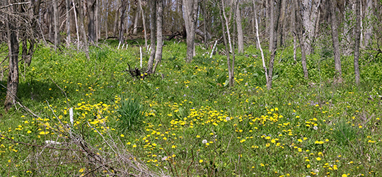 After Buckthorn at West Point 2026
