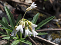 Sandbanks' Wildflowers 