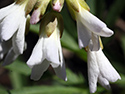 Sandbanks' Wildflowers 