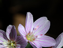 Sandbanks' Wildflowers 