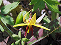 Sandbanks' Wildflowers 