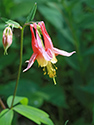 Sandbanks' Wildflowers 
