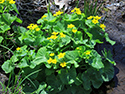Sandbanks' Wildflowers 