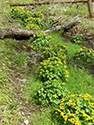 Sandbanks' Wildflowers 