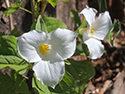 Sandbanks' Wildflowers 