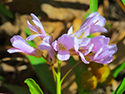 Sandbanks' Wildflowers 