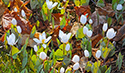 Sandbanks' Wildflowers 