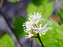 Mother's Day Wildflower Walk and Tea