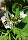 Sandbanks' Wildflowers 