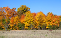 Fall colours at Sandbanks