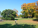 Fall colours at Sandbanks