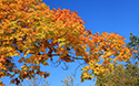 Fall colours at Sandbanks