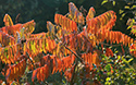 Fall colours at Sandbanks