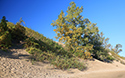 Fall colours at Sandbanks