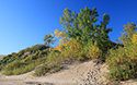 Fall colours at Sandbanks