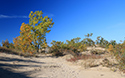 Fall colours at Sandbanks