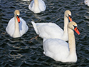 Ducks and Geese at Wellington Harbour