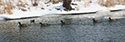 Ducks and Geese at Wellington Harbour