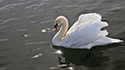 Ducks and Geese at Wellington Harbour