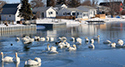 Ducks and Geese at Wellington Harbour