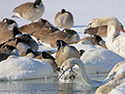 Ducks and Geese at Wellington Harbour