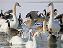 Ducks and Geese at Wellington Harbour