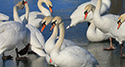 Ducks and Geese at Wellington Harbour