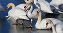 Ducks and Geese at Wellington Harbour