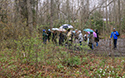 Mother's day Wildfower Walk and Tea 2019