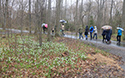 Mother's day Wildfower Walk and Tea 2019