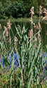 Phragmites removal