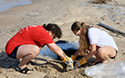 Healthy Parks Healthy People Beach Cleanup 2019