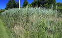 Phragmites removal