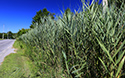 Phragmites removal