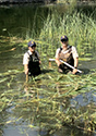 Phragmites removal
