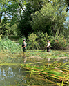 Phragmites removal