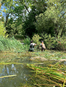 Phragmites removal