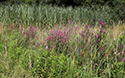 Phragmites removal
