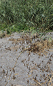 Phragmites removal