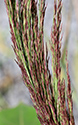 Phragmites removal