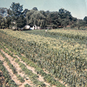 Shore Acres Farm