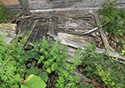Moses Hudgin Log House