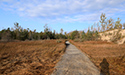 Dunes Boardwalk Project 2021