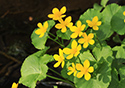 Outlet Beach Camground wildflowers