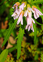 Outlet Beach Camground wildflowers