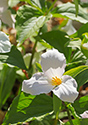 Outlet Beach Camground wildflowers