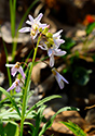 Outlet Beach Camground wildflowers