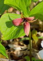 Outlet Beach Camground wildflowers